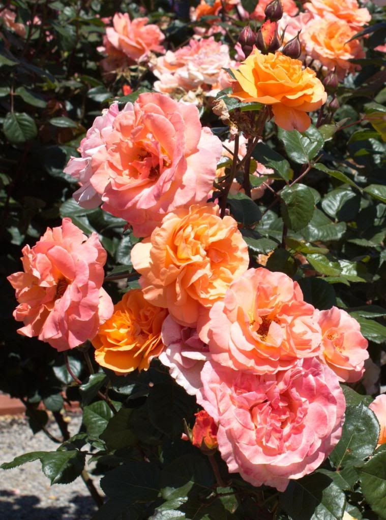  photo ChinaSunrise_zps057be094.jpg